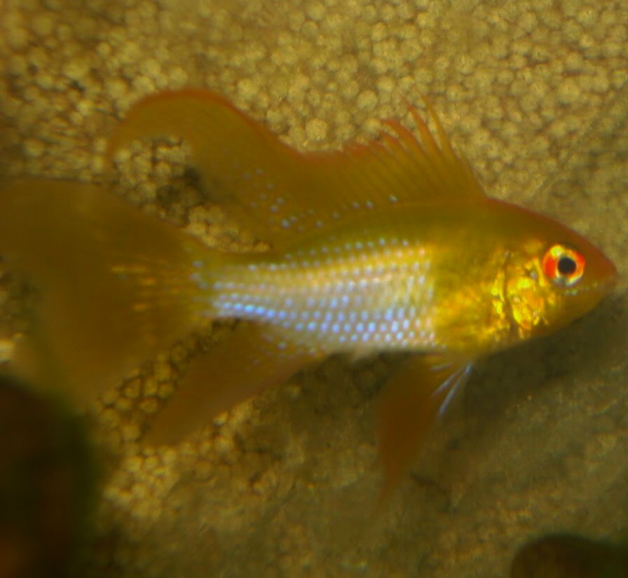 Ram - Long Finned Gold - 2 inch Ram - Long Finned Gold - 2 inch